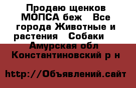 Продаю щенков МОПСА беж - Все города Животные и растения » Собаки   . Амурская обл.,Константиновский р-н